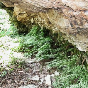 Green plants growing under rock wall