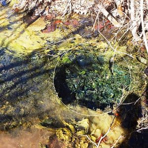 Close-up of natural spring in forested area