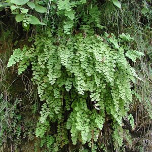 fern fronds cascading out of a hillside