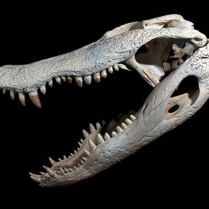 Alligator skull on black background