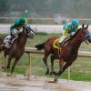 Three racing horses with white jockeys in action on wet track