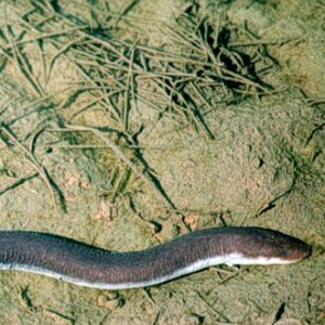 Three-toed Amphiuma (snake like amphibian) sliding across dirt and pine needled surface