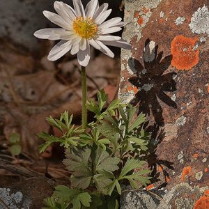 Flower with white petals and green leaves growing by stone wall