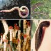 Examples of worms with corresponding letters