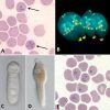 Apicomplexans under magnification with corresponding letters