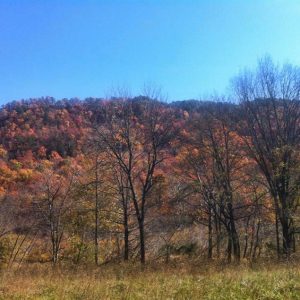 high grass field under tree covered hill in autumn