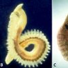 Types of soft-bodied organisms with corresponding letters