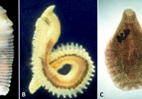 Types of soft-bodied organisms with corresponding letters