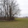 Group of bald trees in large green field