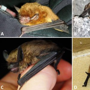 Four types of bat with corresponding letters