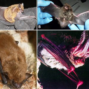 Four different types of bat with corresponding letters