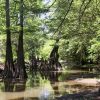 Flooded swamp with trees with sunshine and shadows