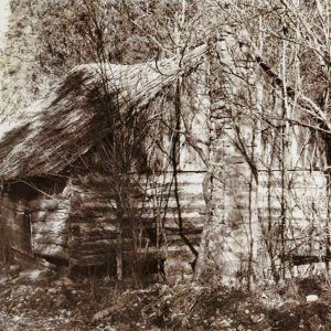 Overgrown log cabin in forested area