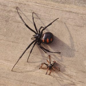 Large black spider with red spots and smaller striped spider