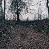 Tree covered hill side with bare trees and leaf covered roots