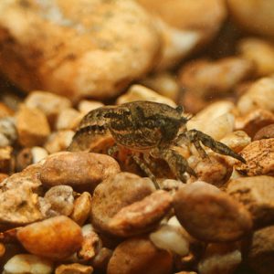 Brown crayfish climbing on rocks