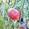 Ripe red tomato on green vines with leaves in pot