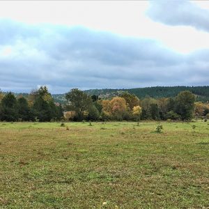 Vacant green field with autumn trees in the background