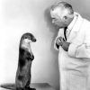 White man in white coat training an otter