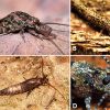 Bristletail examples with corresponding letters