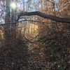 Leaf covered trail in forested area