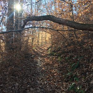 Leaf covered trail in forested area