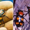 Black and orange insect on human hand and pair of insects