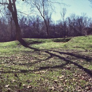 Knolls covered in grass dead leaves and trees casting shadows in the sunshine