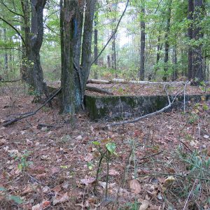 Ruins of a concrete foundation covered in leaves and dead branches in forest