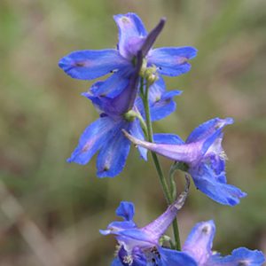 Purple and blue flowers on green stem