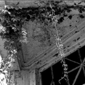 Vines growing on roof of covered porch with column