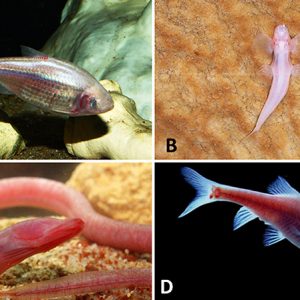 Cave fish and eel with corresponding letters