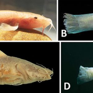 Types of cave fish with corresponding letters