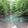 Trees reflected in creek with under water rocks