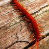 Red centipede crawling on wood