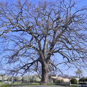 huge tree with bare branches in park