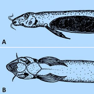 Organism diagrams with corresponding letters