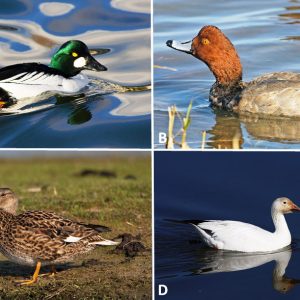 Types of water fowl with corresponding letters