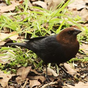 Bird on the ground and bird in flight with corresponding letters