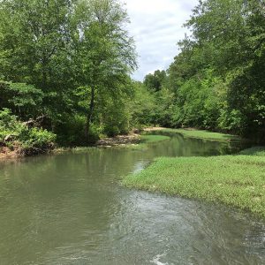 Creek and grassy sandbars with trees on both sides