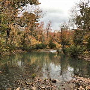 Autumn trees reflected in creek water