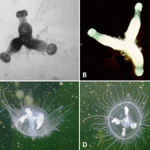 Organisms under microscope with corresponding letters