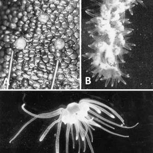 Organisms under microscope with corresponding letters