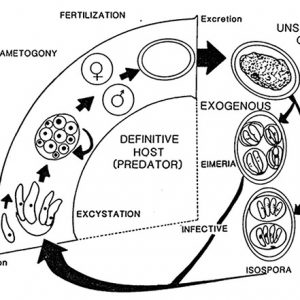 Life cycle diagram with labeled phases