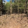 Stone wall in a forest