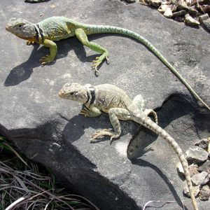 Green and white Eastern Collared Lizard pair on sunny rock near tall grass