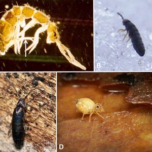 Different types of fleas with corresponding letter