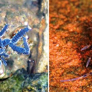 Group of insects in water and insect on a rock