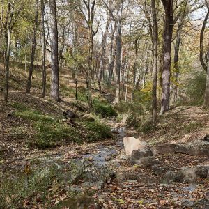 Small creek with rocks in wooded area