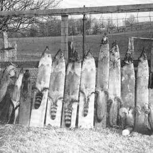 White man with racoon skins pinned to boards